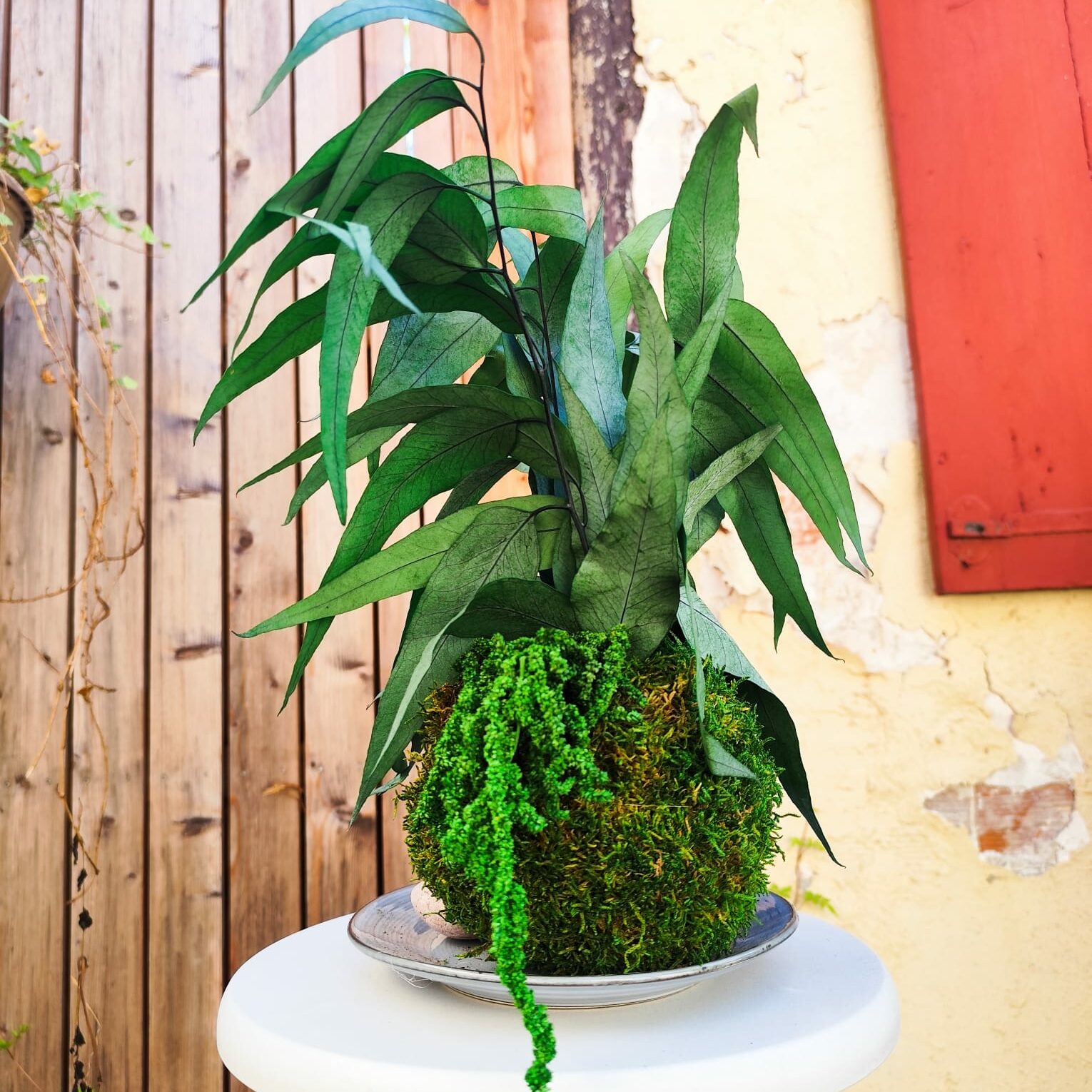 Kokedama éternel en végétaux stabilisés